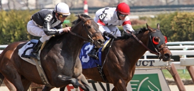 $100,000 New York Stallion Series Draws Compact Field of Five