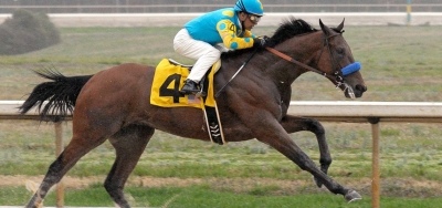 American Pharoah Going for Glory in $1.5 Million Belmont Stakes